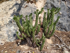 Austrocylindropuntia