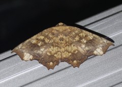 Polyacme dissimilis