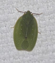 Anabunda murrayfletcheri