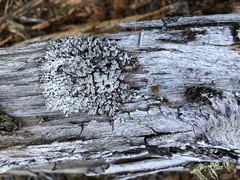 Hypogymnia austerodes