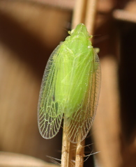 Tropiduchinae