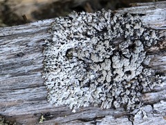 Hypogymnia austerodes