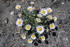 Townsendia florifera