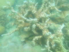 Echinopora mammiformis