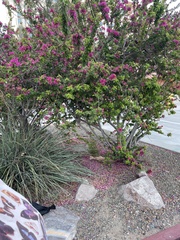 Leucophyllum frutescens