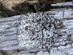 Hypogymnia austerodes