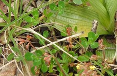 Trifolium subterraneum