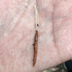 Argonemertes australiensis