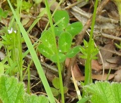 Trifolium subterraneum