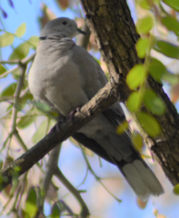 Streptopelia decaocto