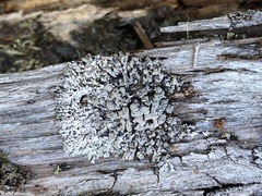 Hypogymnia austerodes