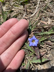Gentiana loureiroi
