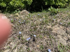 Gentiana loureiroi