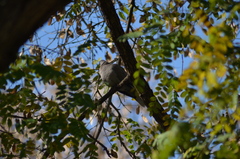 Streptopelia decaocto