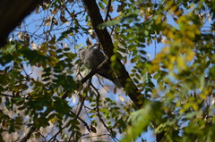 Streptopelia decaocto