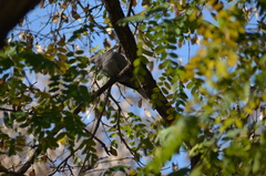 Streptopelia decaocto