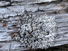 Hypogymnia austerodes