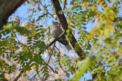 Streptopelia decaocto