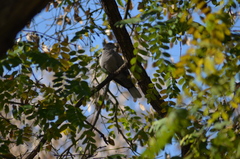Streptopelia decaocto