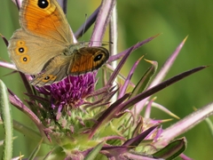 Lasiommata maera
