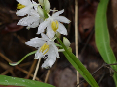 Chlorophytum tuberosum