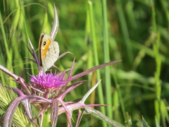 Lasiommata maera