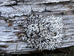 Hypogymnia austerodes