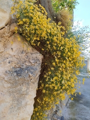 Genista umbellata
