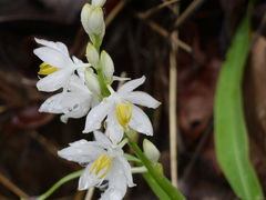 Chlorophytum tuberosum