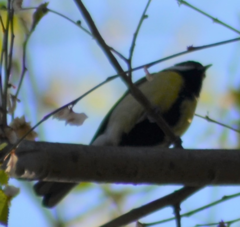 Parus major