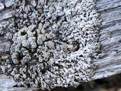 Hypogymnia austerodes