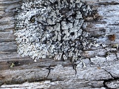 Hypogymnia austerodes