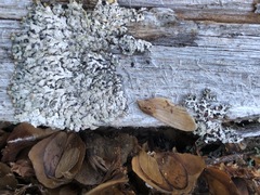 Parmeliopsis hyperopta