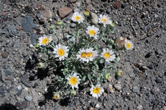 Townsendia florifera