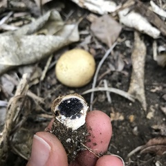 Scleroderma flavidum macrosporum