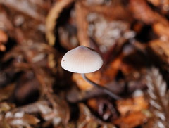 Mycena austrofilopes