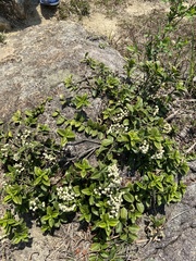 Psychotria serpens