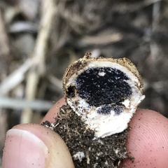 Scleroderma flavidum macrosporum