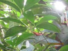 Faramea occidentalis