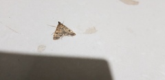 Dolicharthria daralis