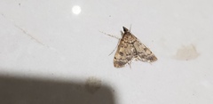 Dolicharthria daralis