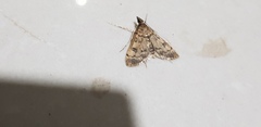 Dolicharthria daralis