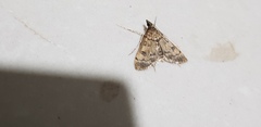 Dolicharthria daralis