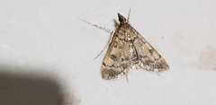 Dolicharthria daralis