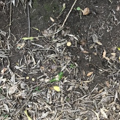 Scleroderma flavidum macrosporum