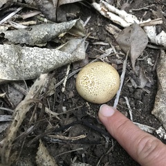 Scleroderma flavidum macrosporum