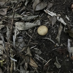 Scleroderma flavidum macrosporum