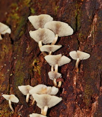 Collybia eucalyptorum