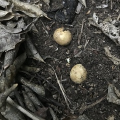 Scleroderma flavidum macrosporum