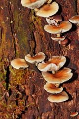 Collybia eucalyptorum